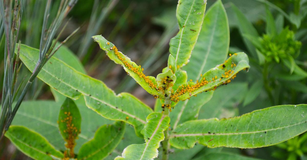 Photographic depiction of the unique Milkweed Aphids, locally called Kutu Daun Susu.