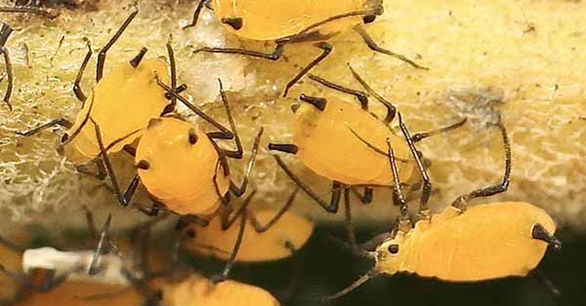 The remarkable Milkweed Aphids (Aphis nerii), a sight to behold.