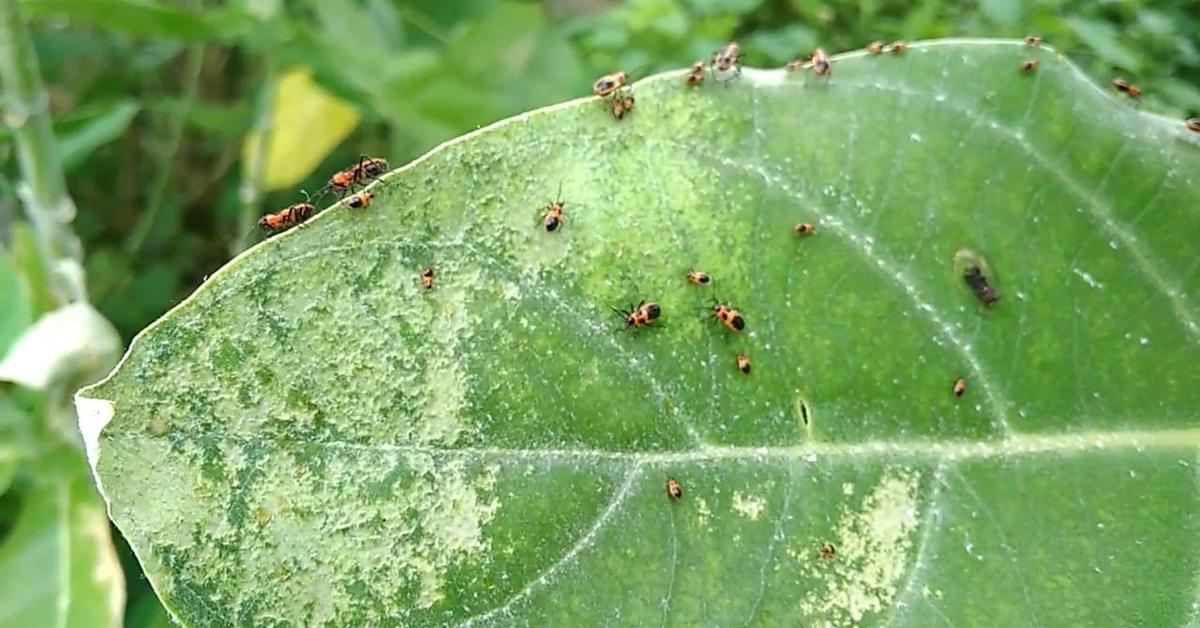 Charming view of the Milkweed Aphids, in Indonesia referred to as Kutu Daun Susu.