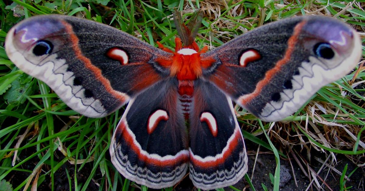 Natural elegance of the Moth, scientifically termed Gynnidomorpha Alisman.