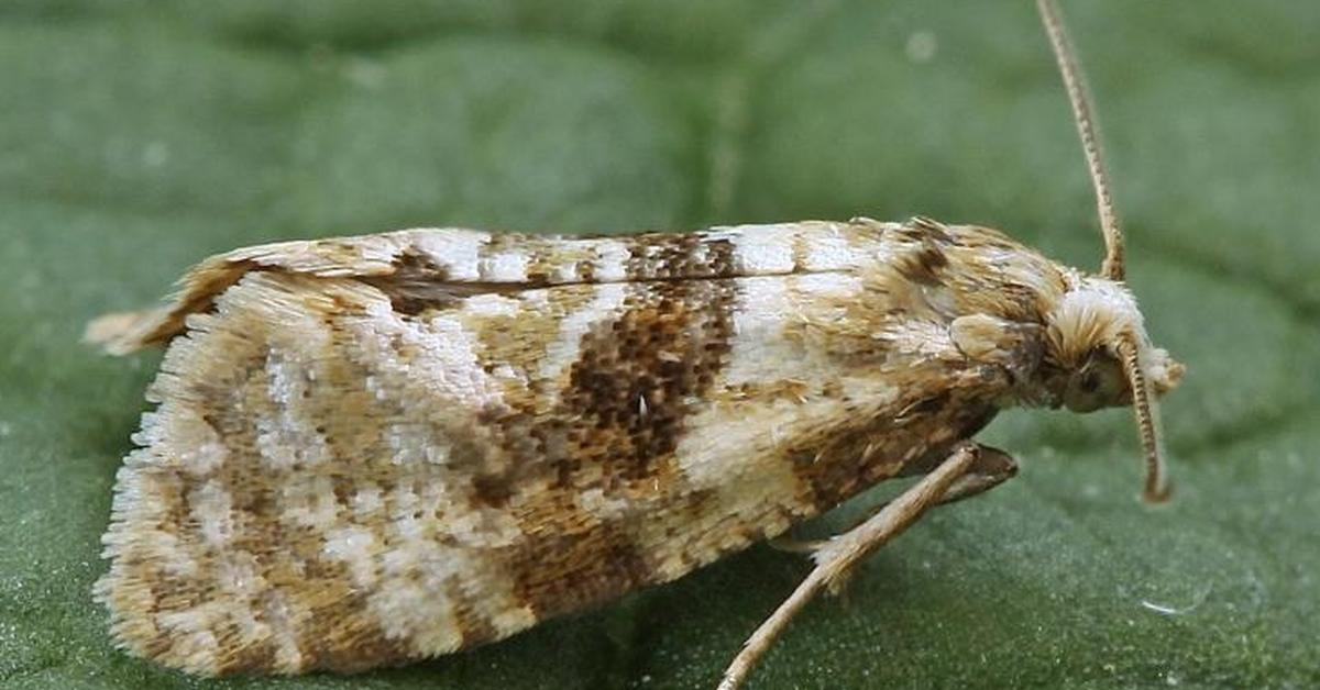 Snapshot of the intriguing Moth, scientifically named Gynnidomorpha Alisman.