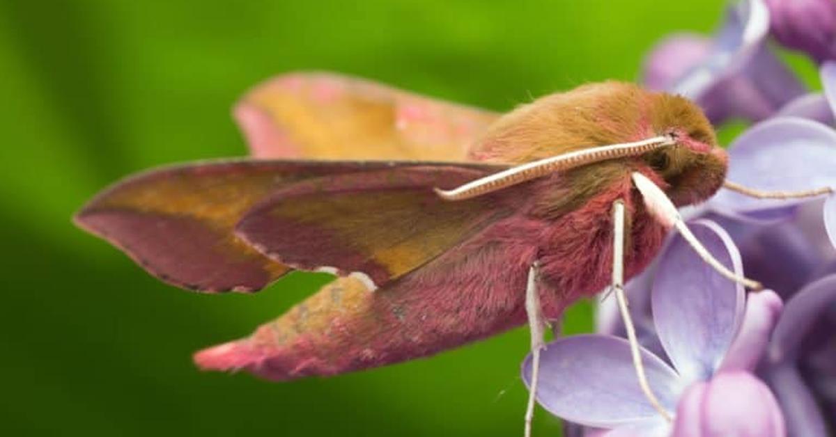 Photograph of the unique Moth, known scientifically as Gynnidomorpha Alisman.