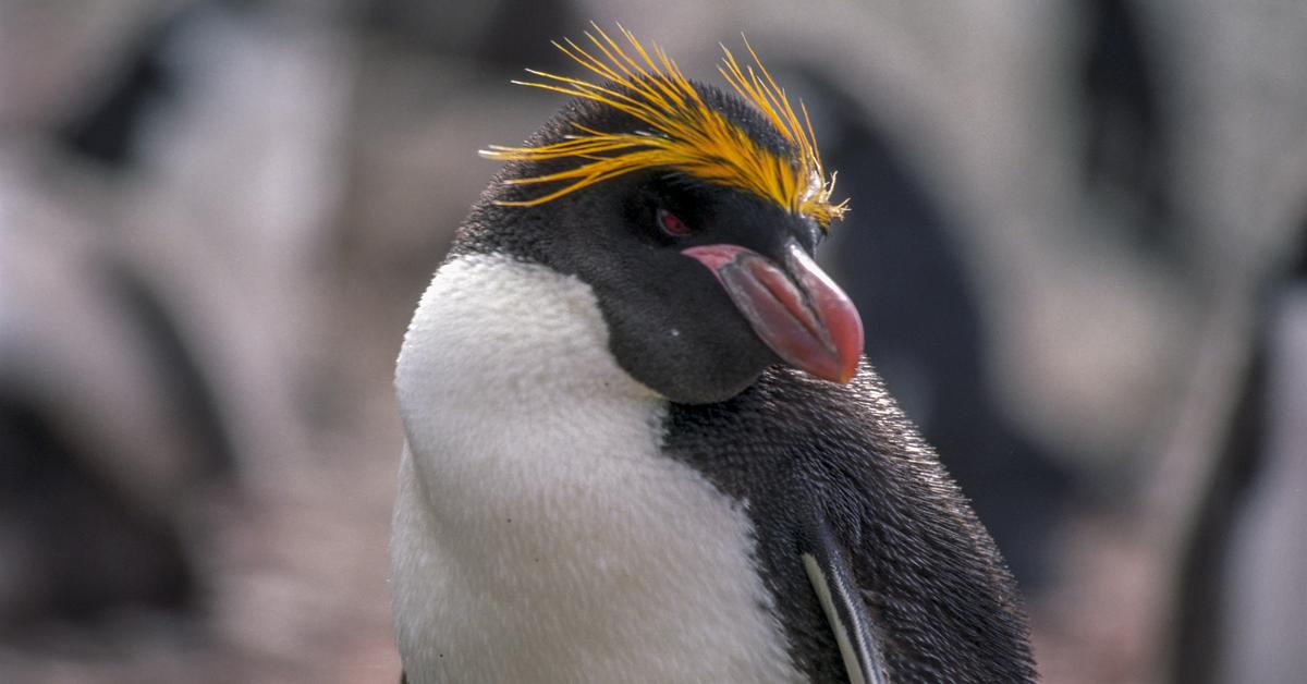 Distinctive Macaroni Penguin, in Indonesia known as Penguin Macaroni, captured in this image.