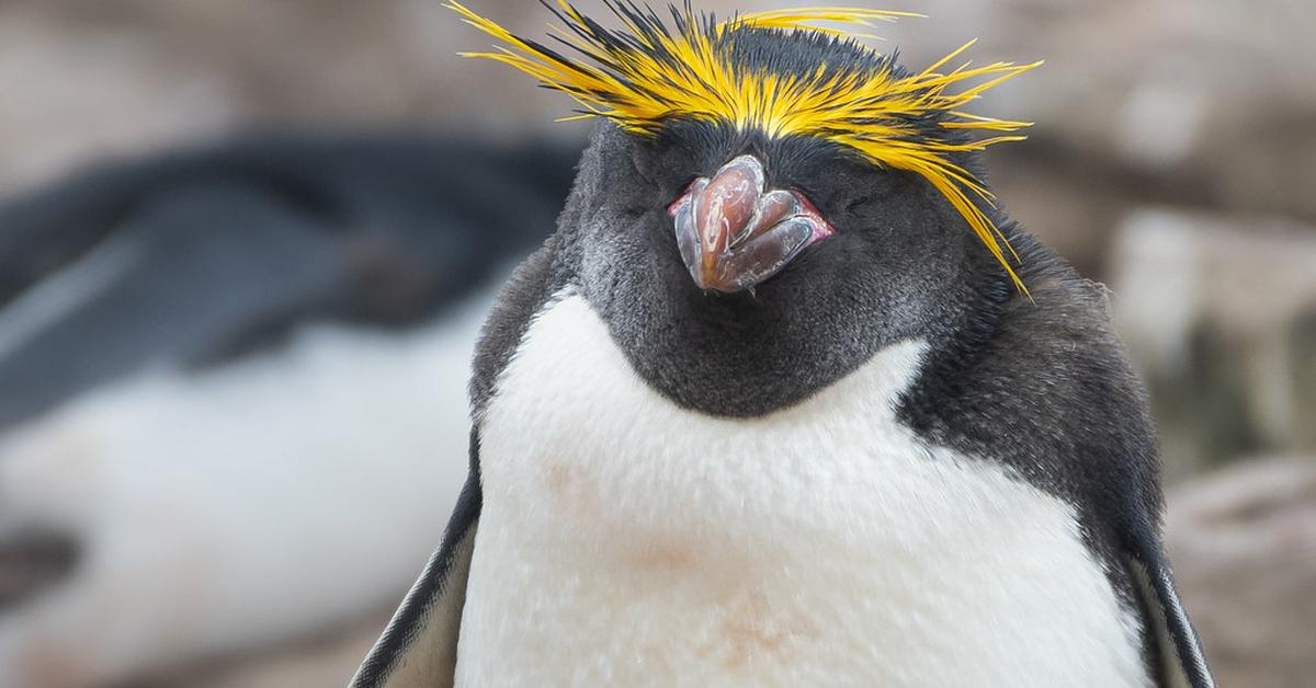 The elegant Macaroni Penguin (Eudyptes Chrysolophus), a marvel of nature.