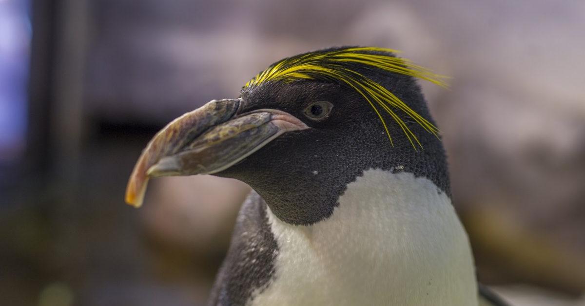 Vivid image of the Macaroni Penguin, or Penguin Macaroni in Indonesian context.