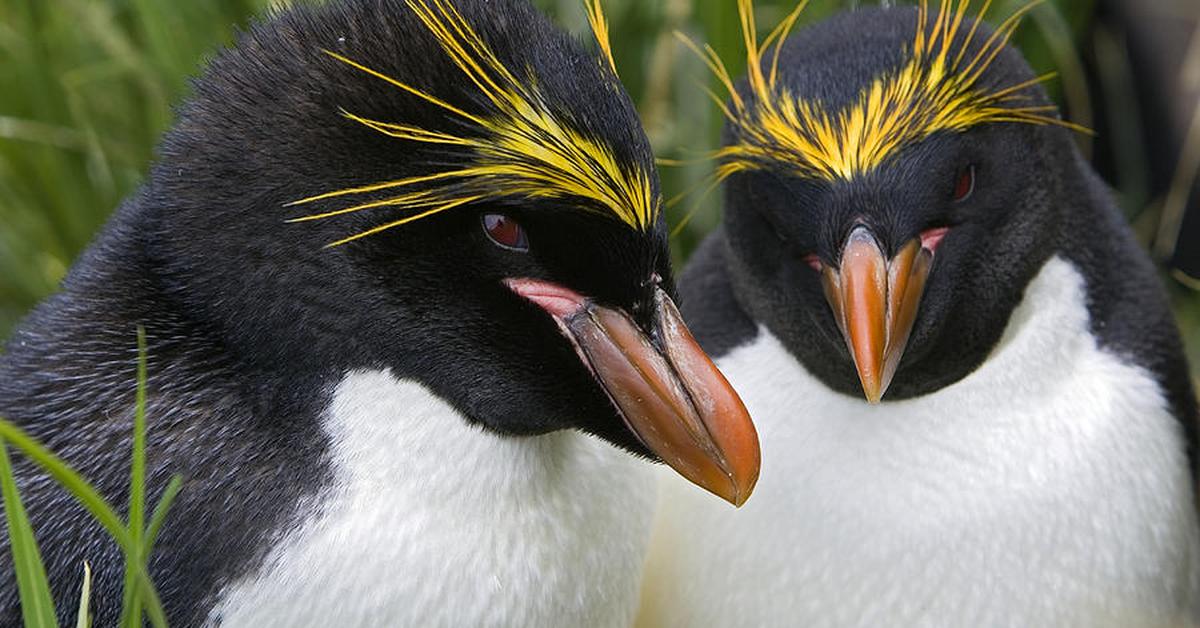 Distinctive Macaroni Penguin, in Indonesia known as Penguin Macaroni, captured in this image.