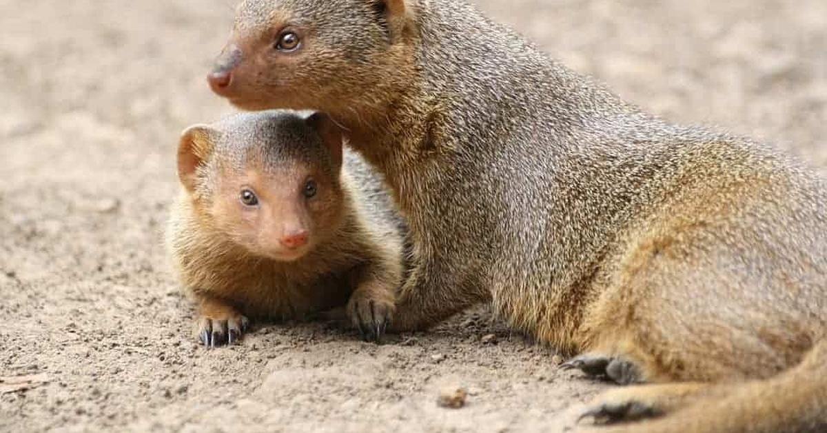 Elegant portrayal of the Mongoose, also known as Helogale Parvula.