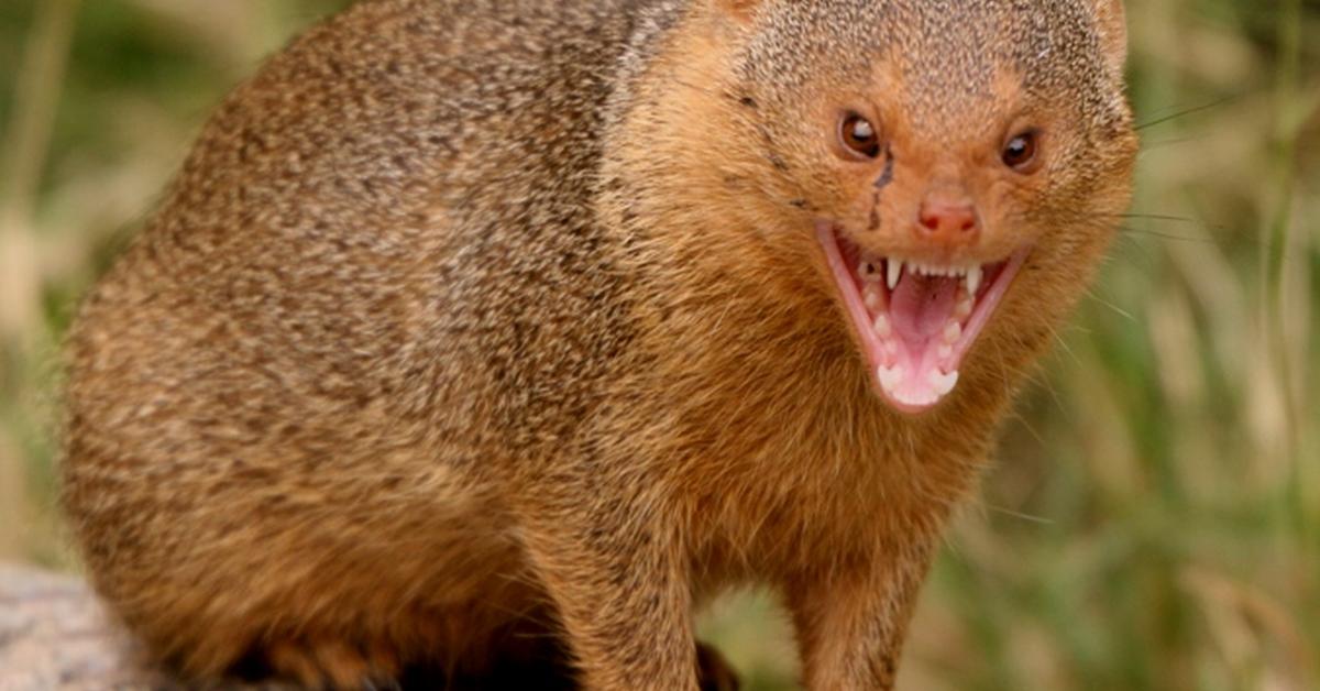 Distinctive Mongoose, in Indonesia known as Musang, captured in this image.