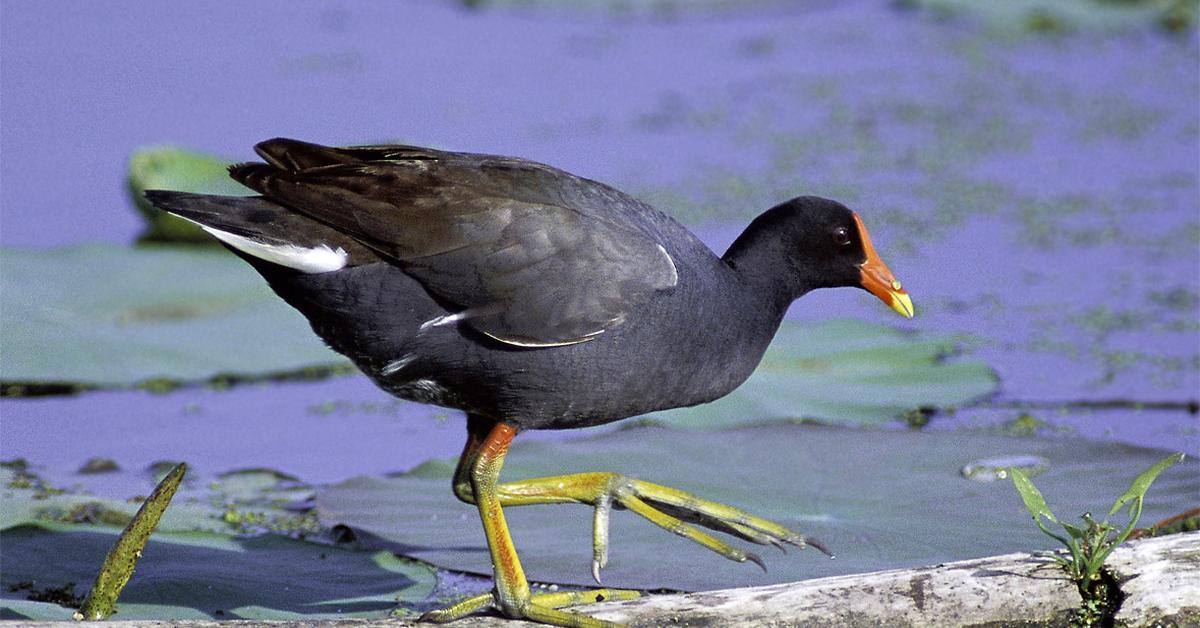 A beautiful representation of the Moorhen, scientifically Gallinula.