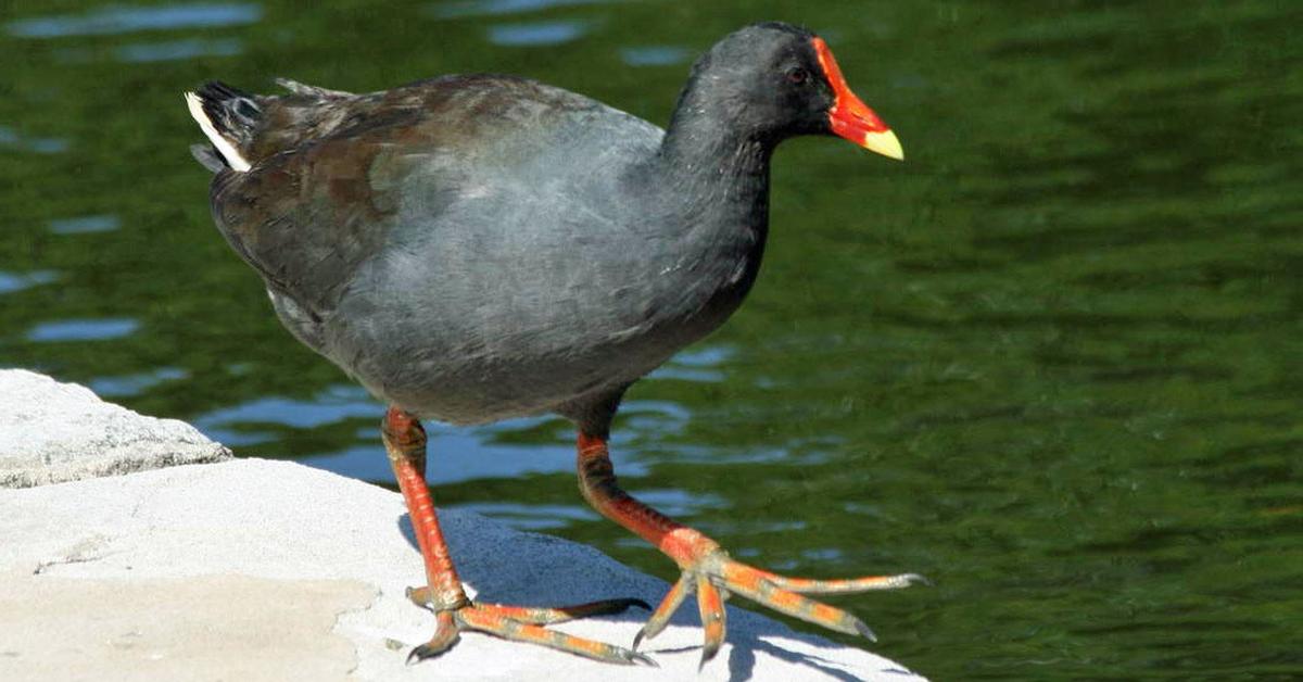 The elegant Moorhen (Gallinula), a marvel of nature.