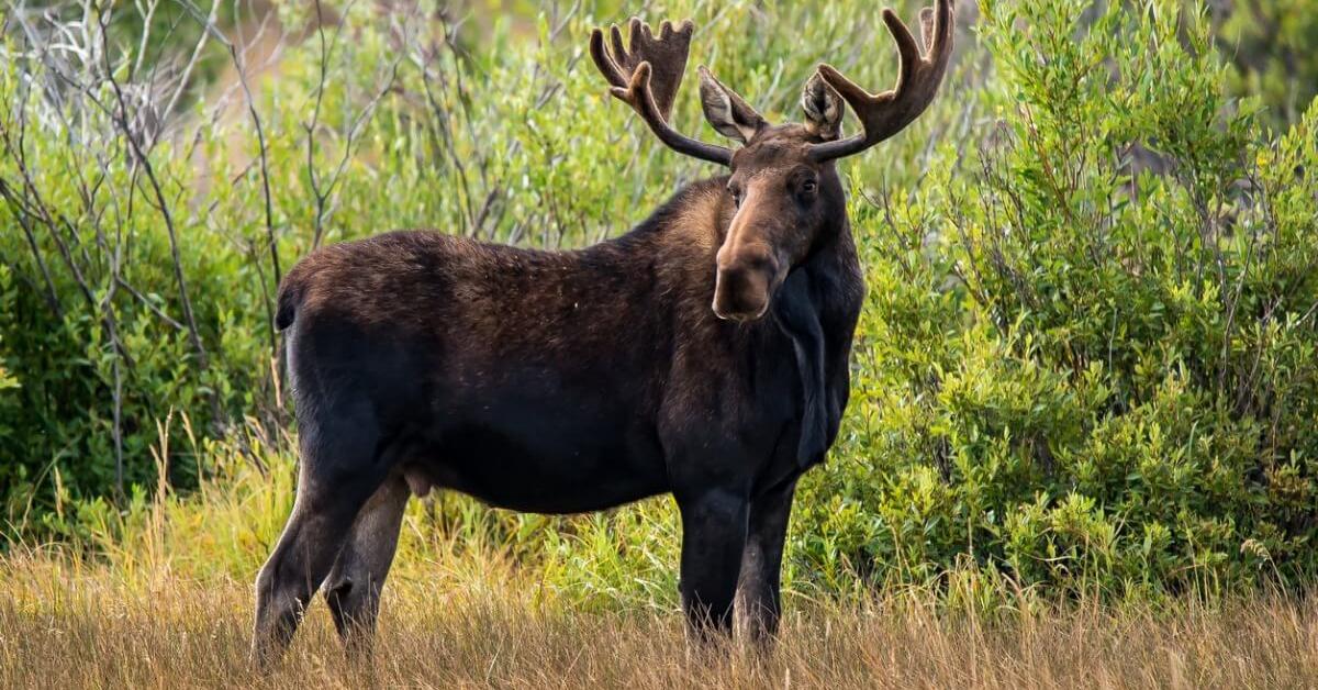 Close-up view of the Moose, known as Rusa Kutub in Indonesian.