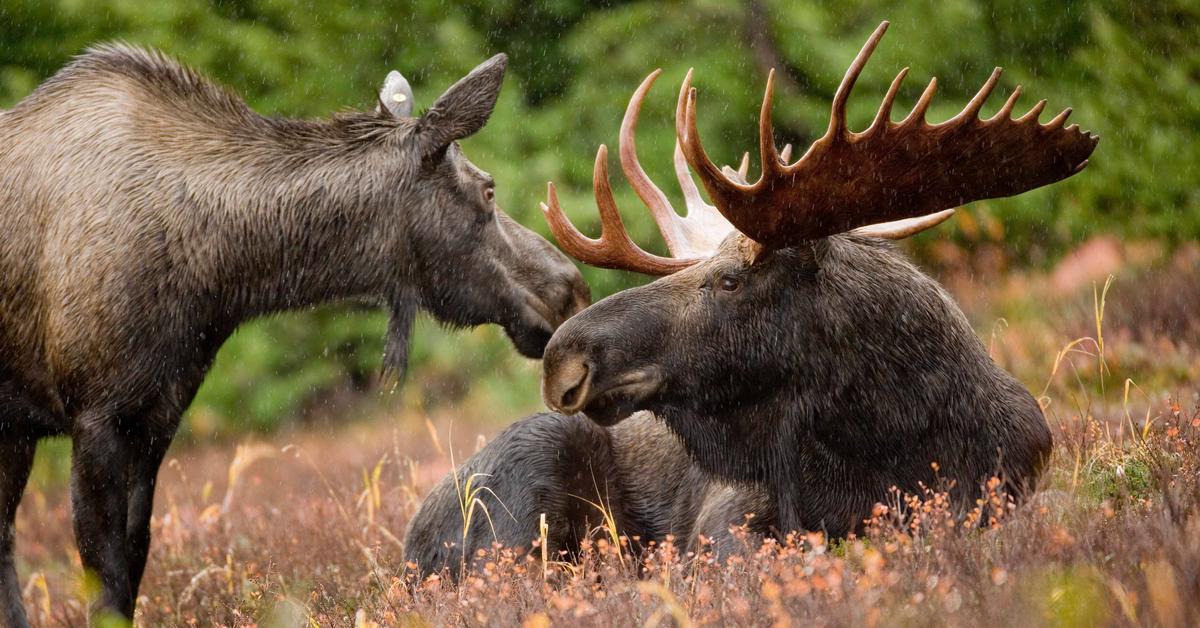 Glimpse of the Moose, known in the scientific community as Alces alces.