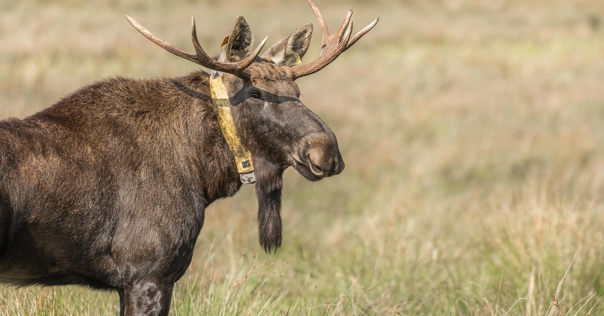 Stunning image of the Moose (Alces alces), a wonder in the animal kingdom.