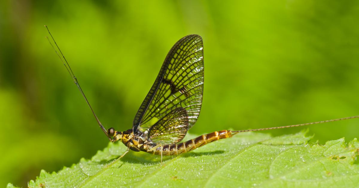 Iconic view of the Mayfly, or Ephemeroptera, in its habitat.