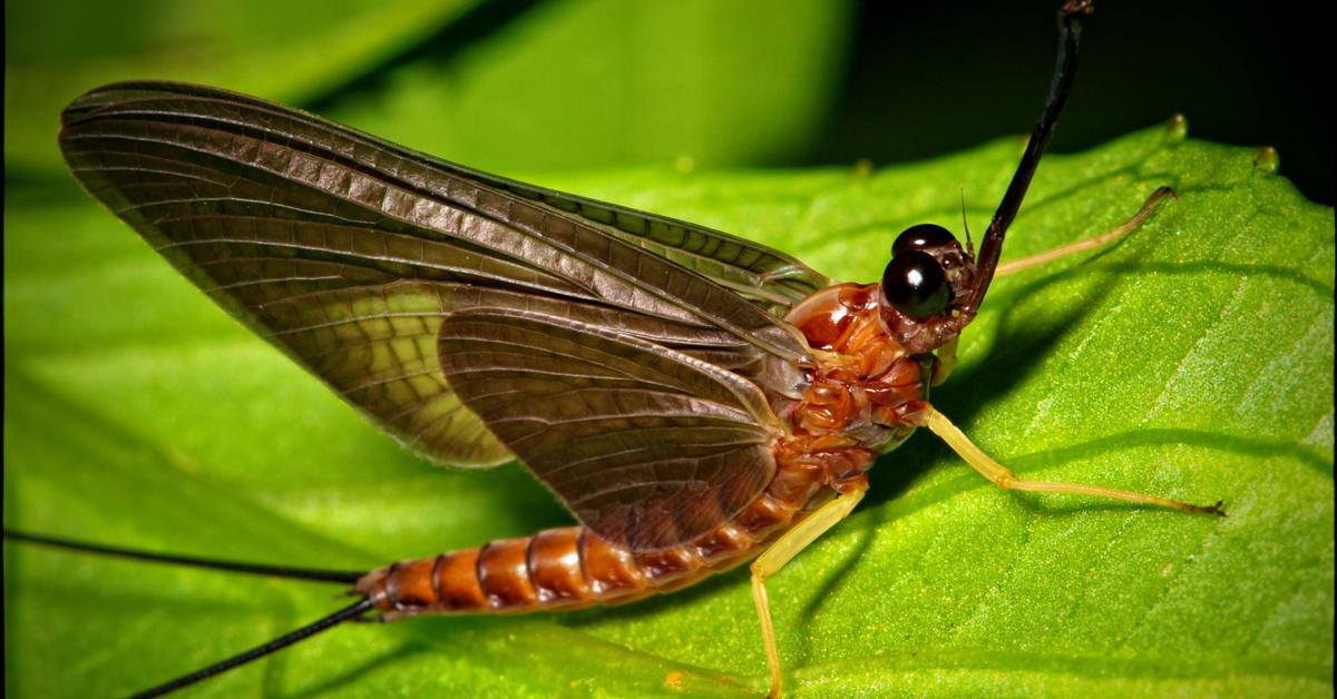 The Mayfly, a species known as Ephemeroptera, in its natural splendor.