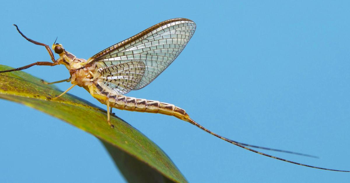 The Mayfly, a beautiful species also known as Capung Mei in Bahasa Indonesia.