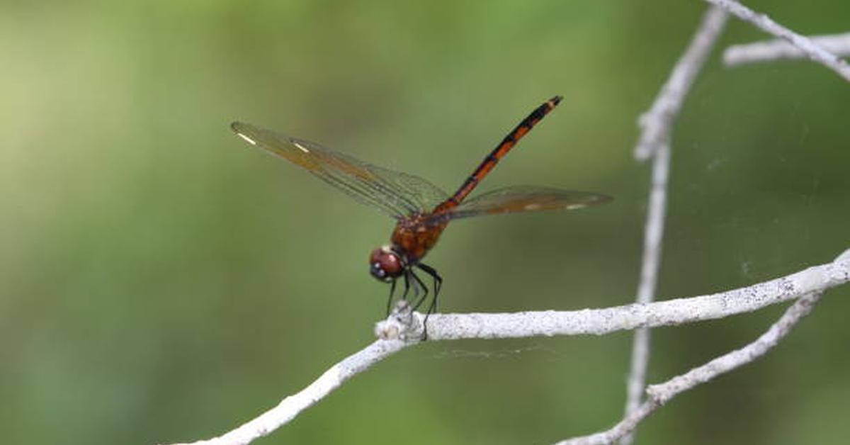 Captured moment of the Mayfly, in Indonesia known as Capung Mei.