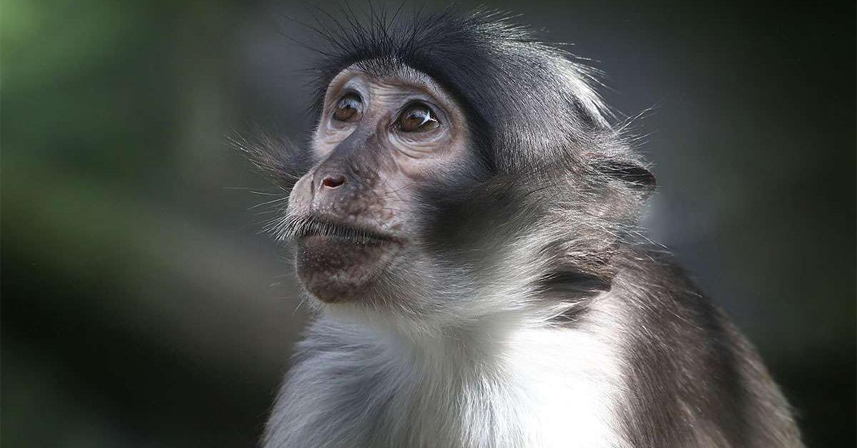 Captivating shot of the Monkey, or Monyet in Bahasa Indonesia.