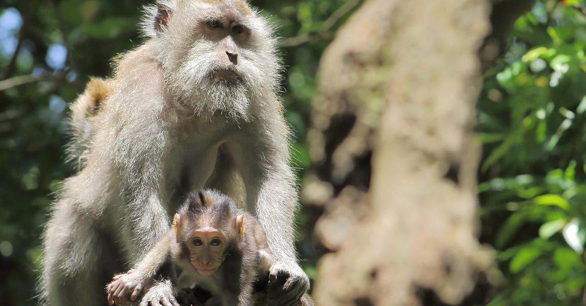 Elegant portrayal of the Monkey, also known as Macaca Fascicularis.