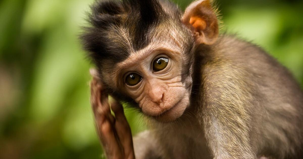 Picture of Monkey, known in Indonesia as Monyet.