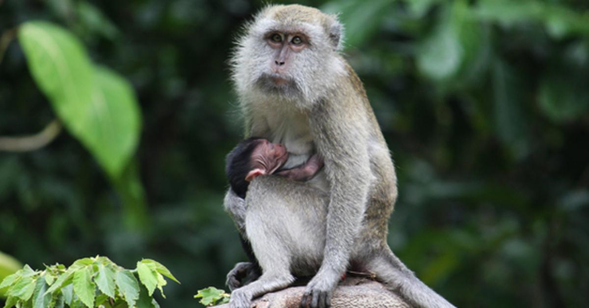 Striking appearance of the Monkey, known in scientific circles as Macaca Fascicularis.