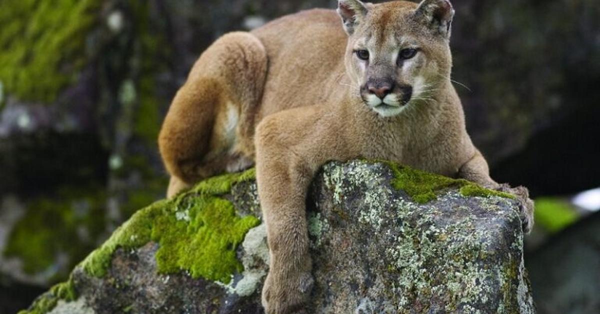 Visual representation of the Mountain Lion, recognized in Indonesia as Singa Gunung.