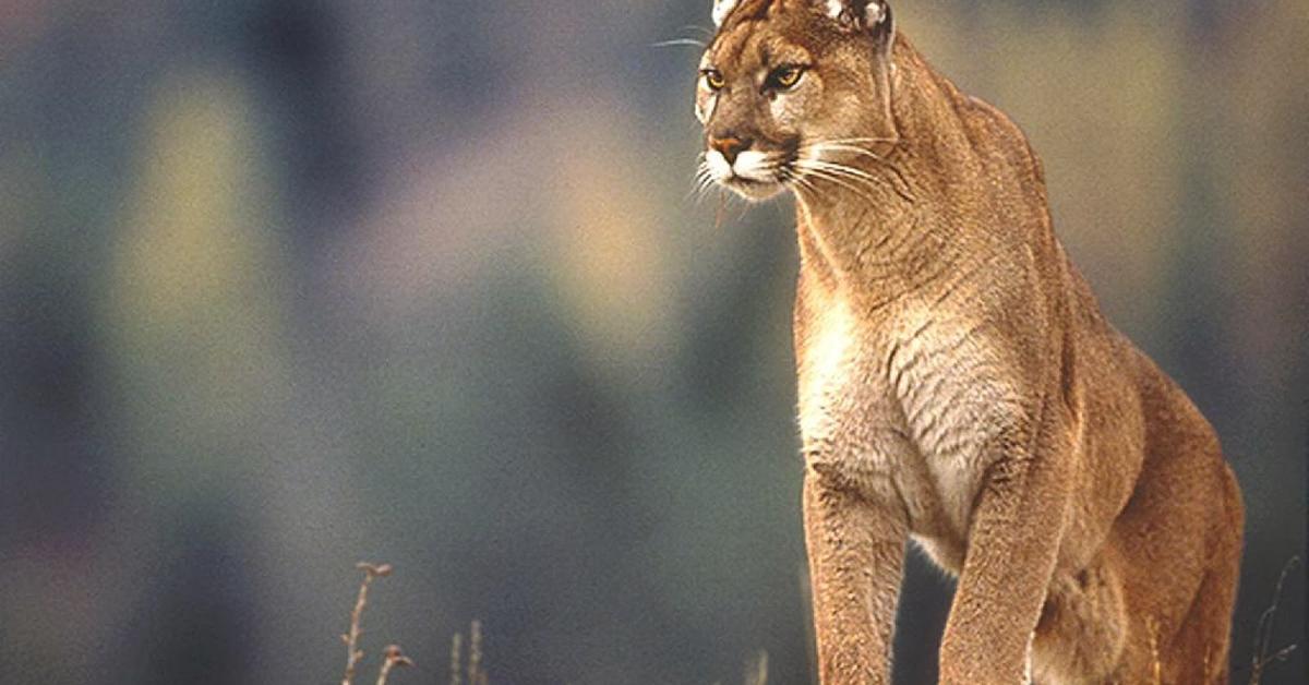 Detailed shot of the Mountain Lion, or Felis Concolor, in its natural setting.