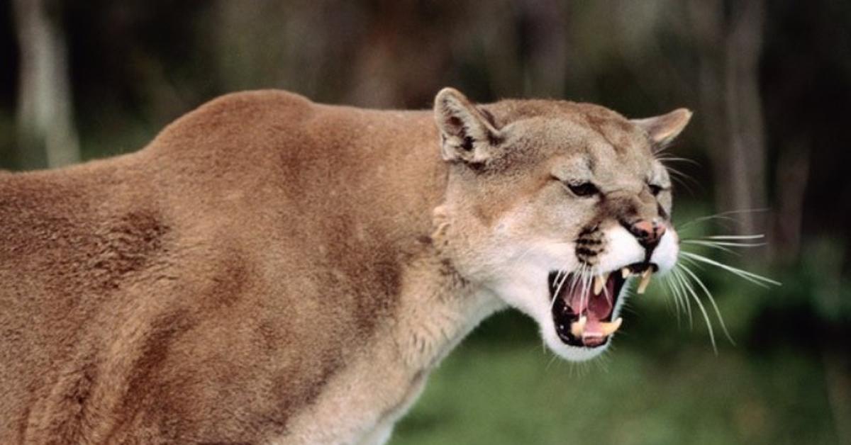 Elegant Mountain Lion in its natural habitat, called Singa Gunung in Indonesia.