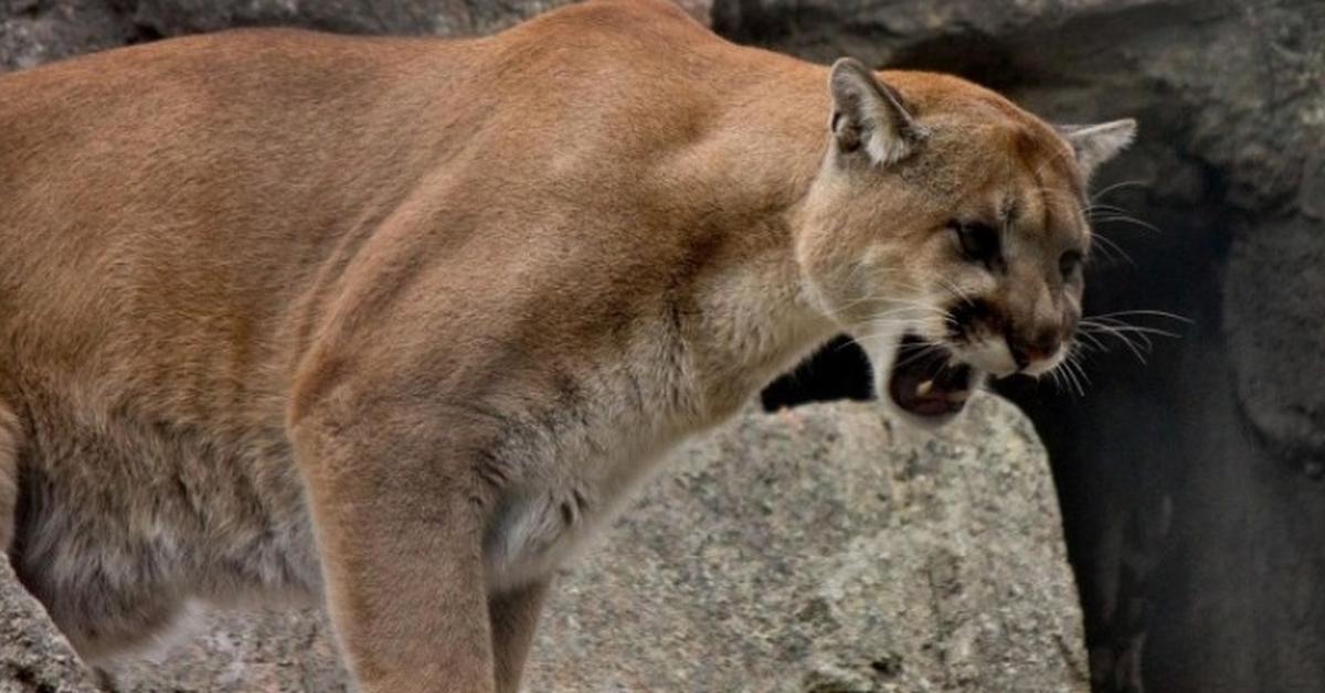 Graceful Mountain Lion, a creature with the scientific name Felis Concolor.