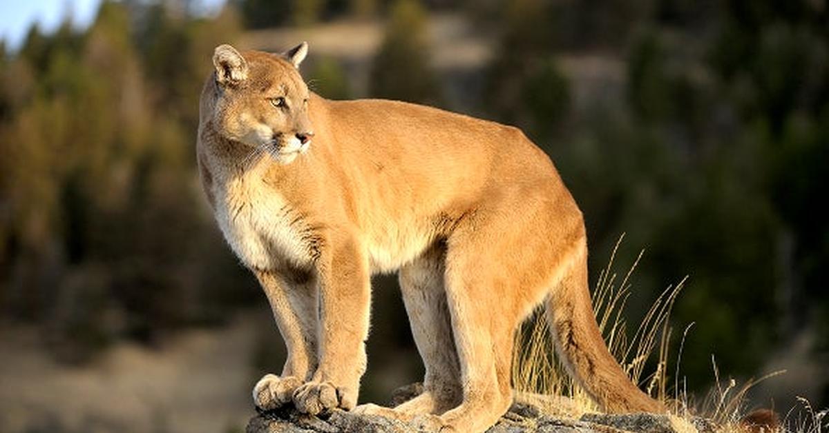 Captivating presence of the Mountain Lion, a species called Felis Concolor.