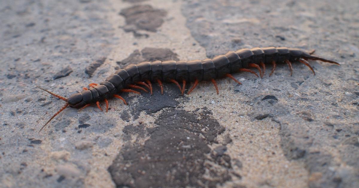 The Millipede, an example of Spirobolida, in its natural environment.