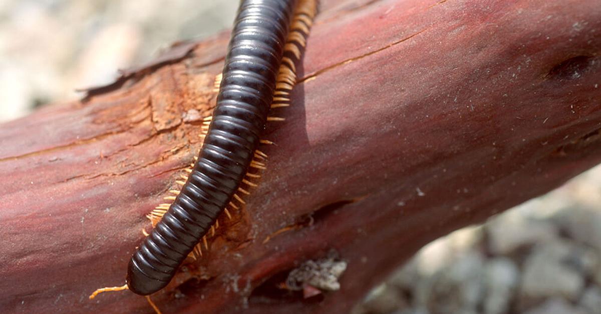 Enchanting Millipede, a species scientifically known as Spirobolida.