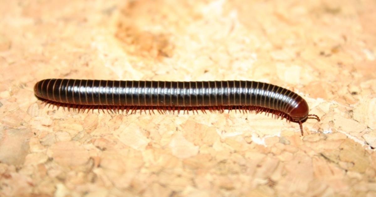 Insightful look at the Millipede, known to Indonesians as Lipan.