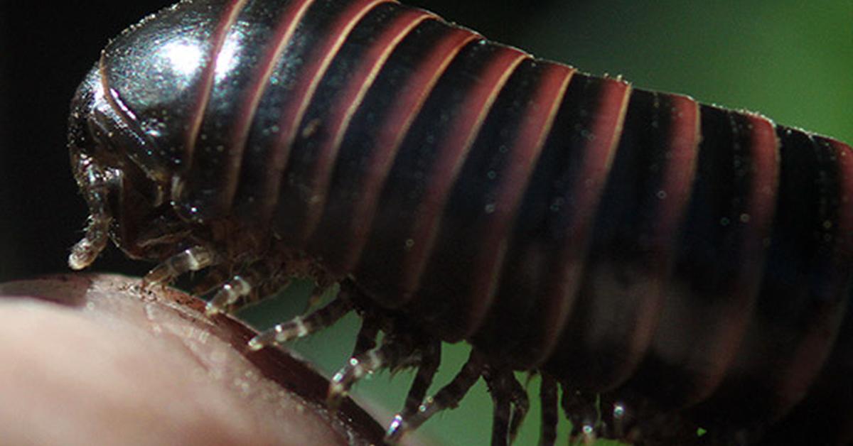 The majestic Millipede, also called Lipan in Indonesia, in its glory.