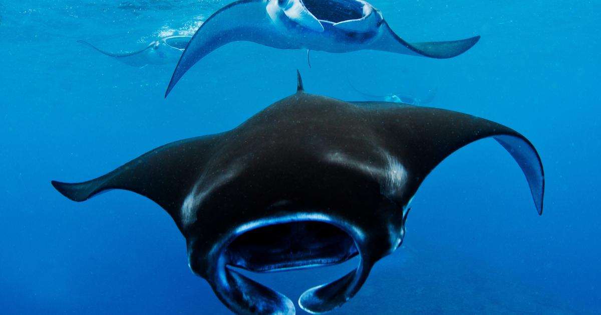 Captured beauty of the Manta Ray, or Mobulidae in the scientific world.