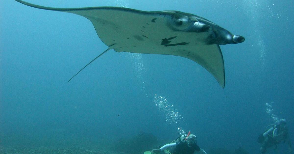 Unique portrayal of the Manta Ray, also called Pari Manta in Bahasa Indonesia.