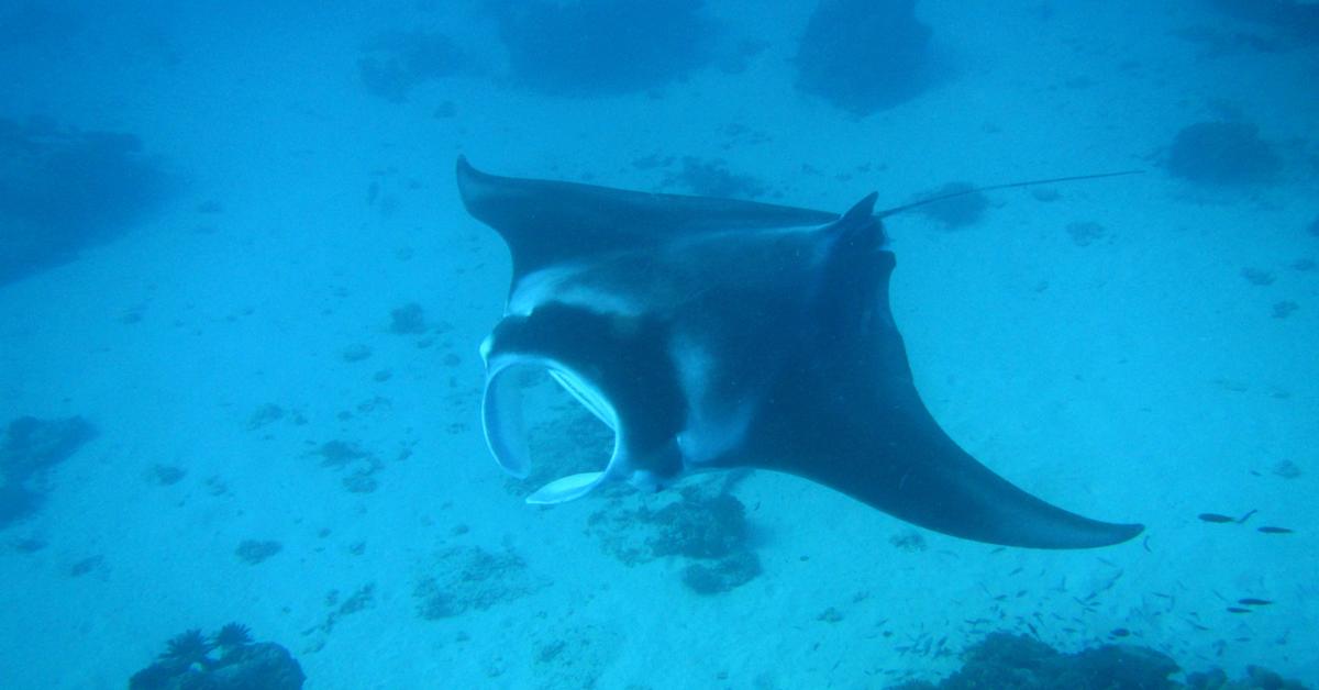 Photogenic Manta Ray, scientifically referred to as Mobulidae.