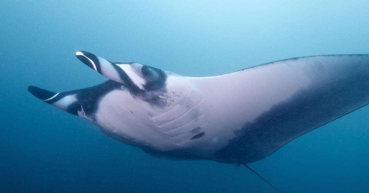 Splendid image of the Manta Ray, with the scientific name Mobulidae.