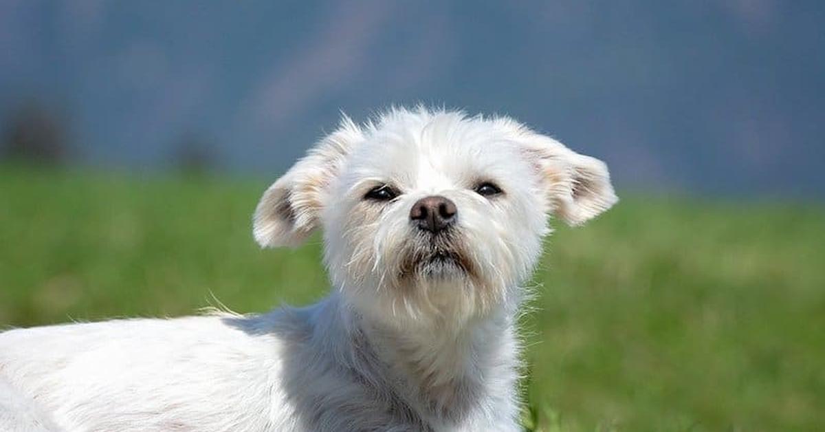 The Maltese Mix, a beautiful species also known as Campuran Maltese in Bahasa Indonesia.