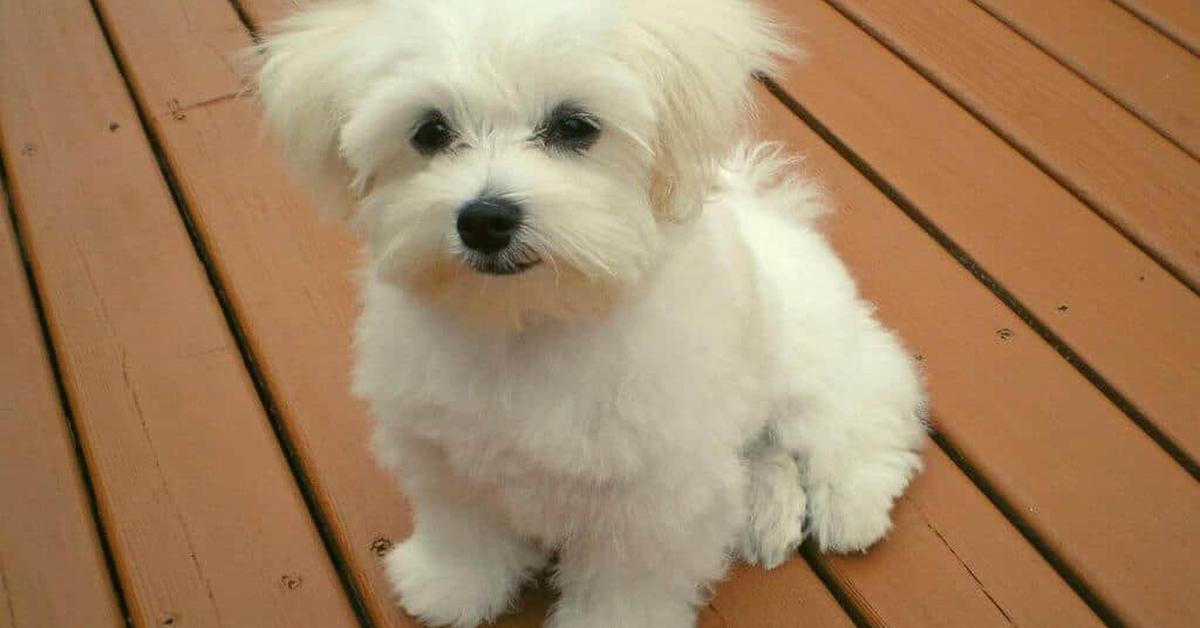 Photogenic Maltese Mix, scientifically referred to as Canis lupis.