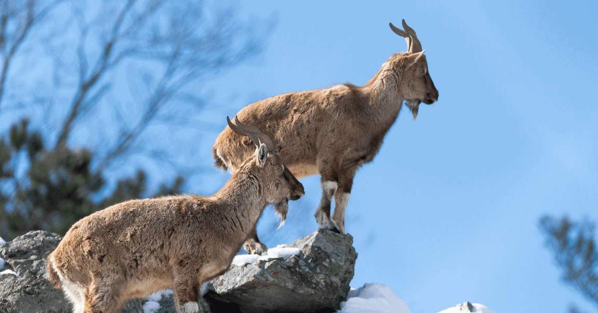 Photogenic Markhor, scientifically referred to as Capra falconeri.