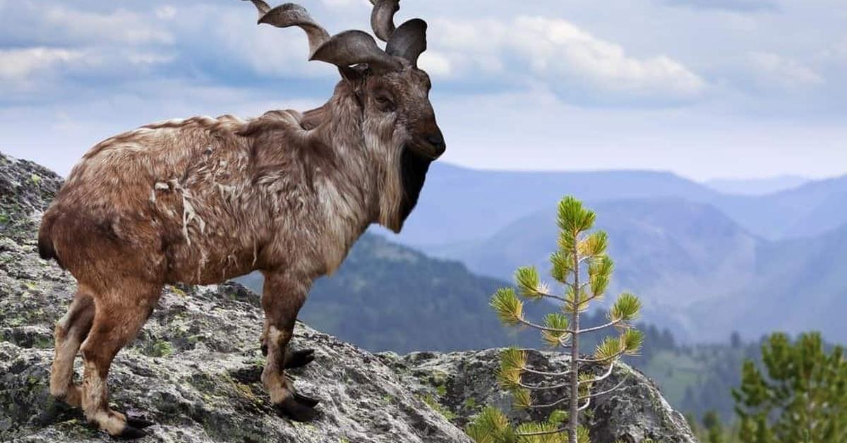 Natural elegance of the Markhor, scientifically termed Capra falconeri.