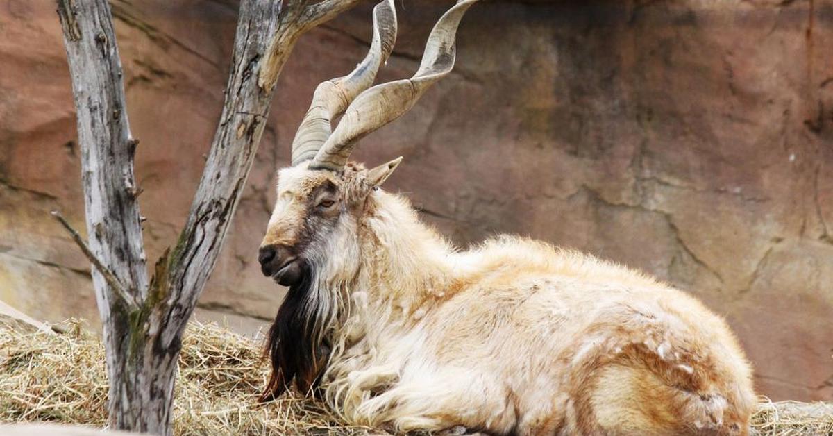 A beautiful representation of the Markhor, scientifically Capra falconeri.