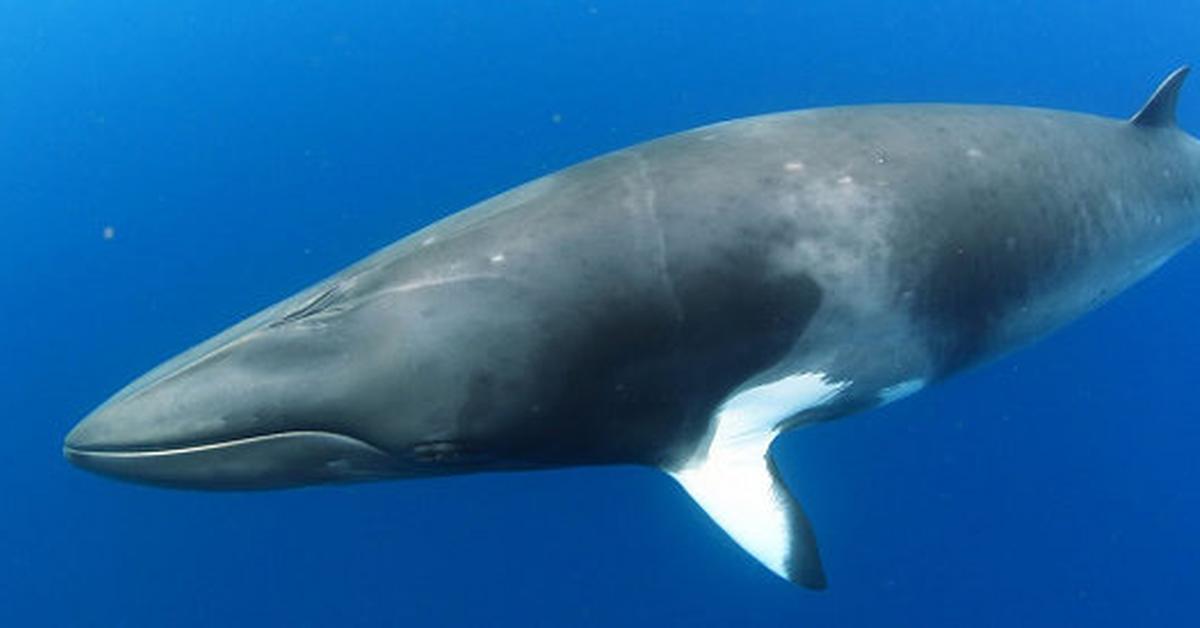 Captured elegance of the Minke Whale, known in Indonesia as Paus Minke.