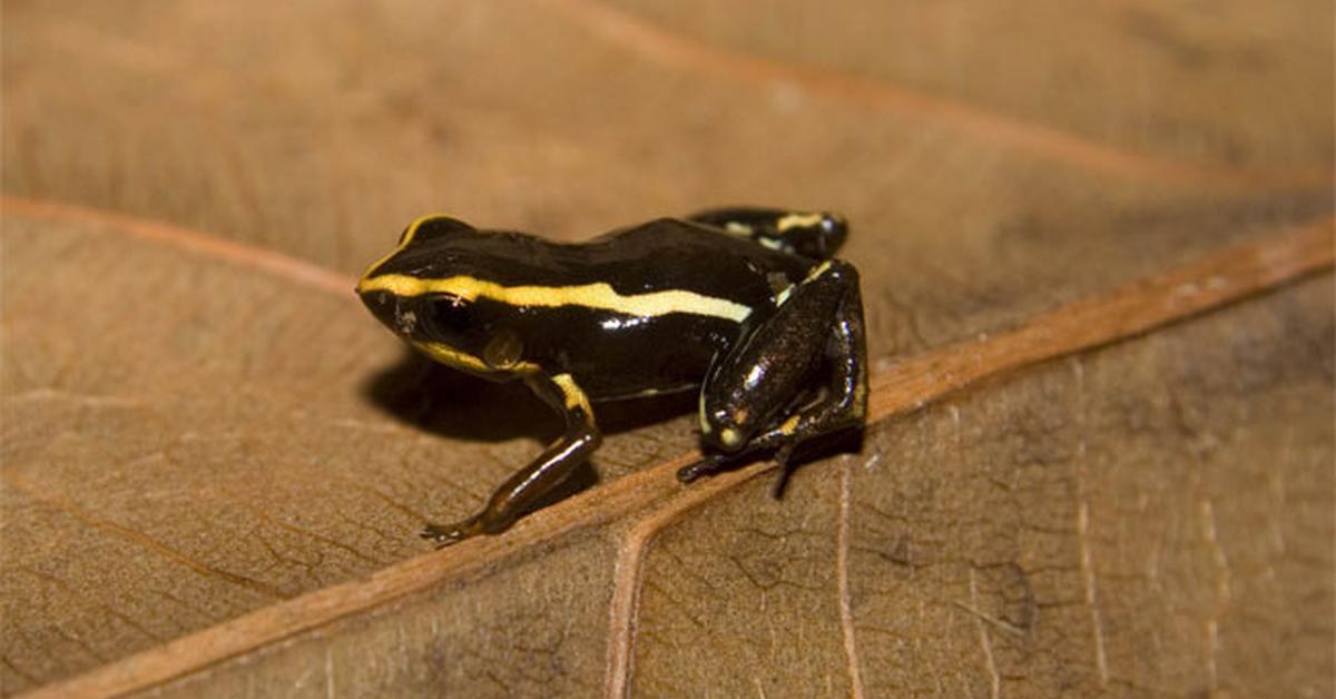 Enchanting Monte Iberia Eleuth, a species scientifically known as Eleutherodactylus iberia.