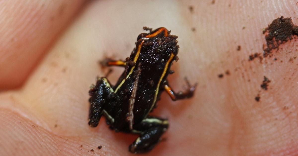 The remarkable Monte Iberia Eleuth (Eleutherodactylus iberia), a sight to behold.