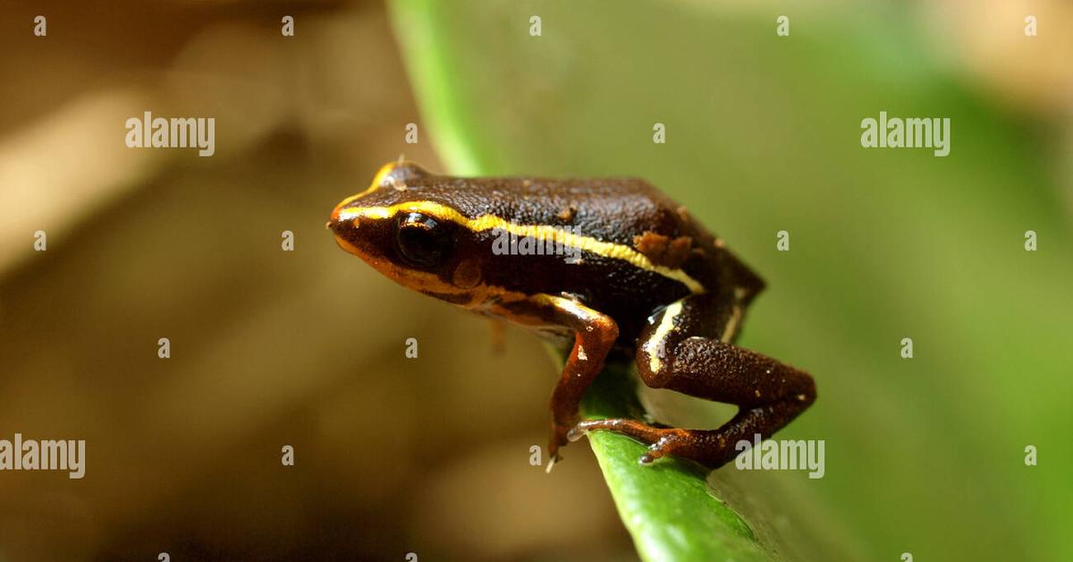 Stunning image of the Monte Iberia Eleuth (Eleutherodactylus iberia), a wonder in the animal kingdom.