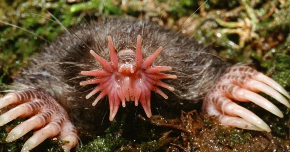 Portrait of a Mole, a creature known scientifically as Talpidae.