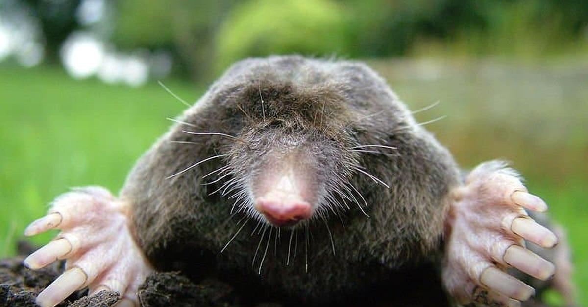 The alluring Mole, commonly referred to as Tikus Tanah in Bahasa Indonesia.