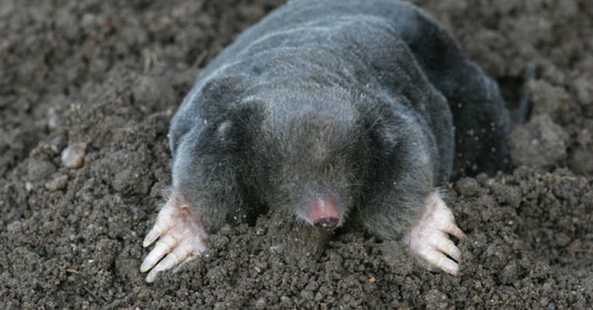 Portrait of a Mole, a creature known scientifically as Talpidae.